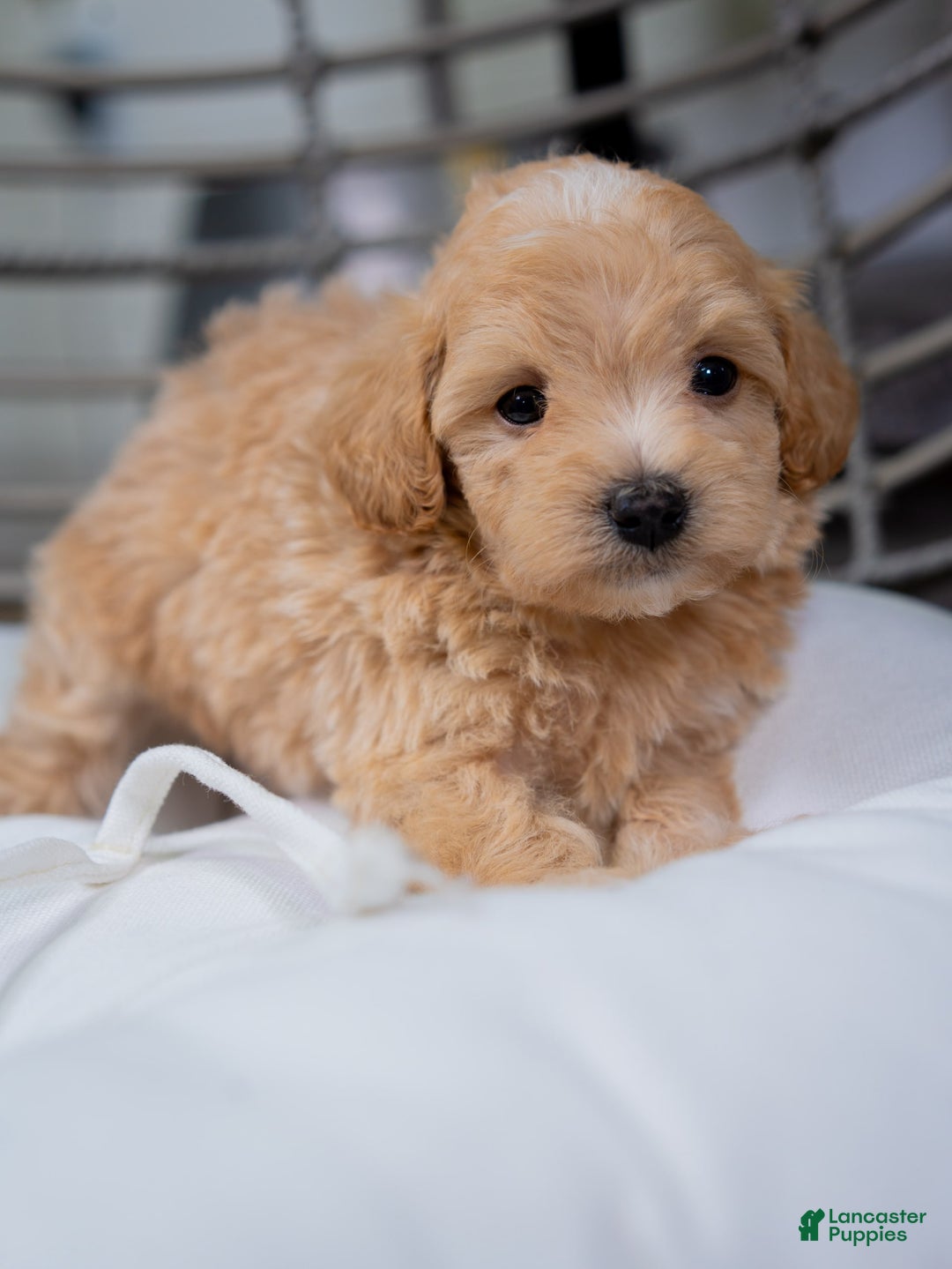 Maltipoo dogs for sale: Vincent - Image 6