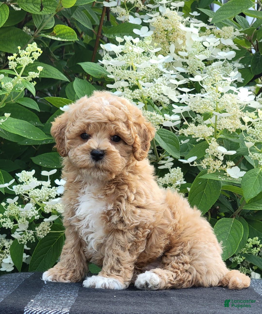 Bichpoo dogs for sale: Jake - Image 2
