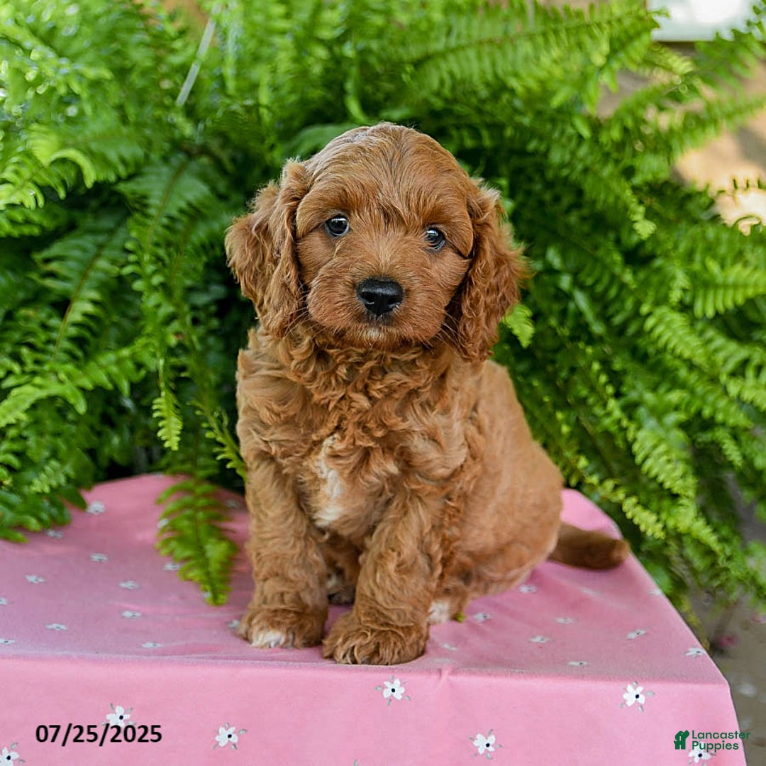 Cavapoo dogs for sale: Valor - Image 2