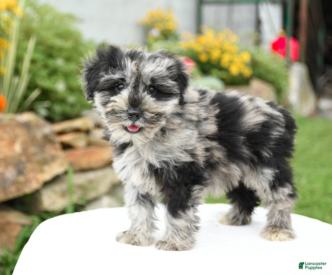 Miniature Schnauzer dogs for sale: Sahara - Image 3