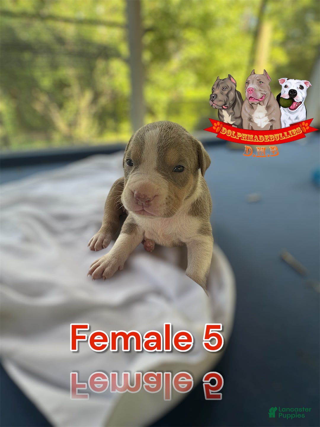 American Bully dogs for sale: American Bully Tri Xl - Image 5
