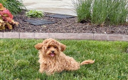 Maltipoo dogs for sale: Cody - Image 4