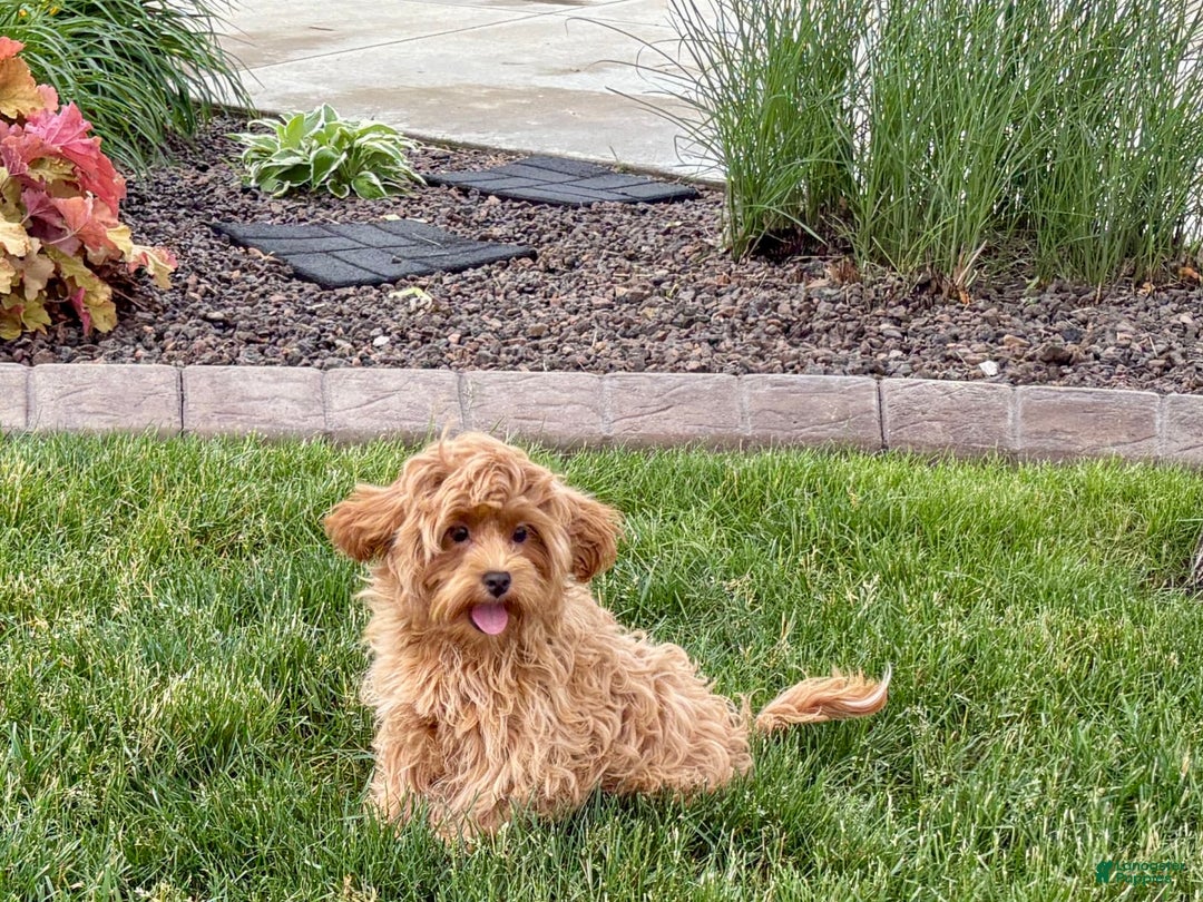 Maltipoo dogs for sale: Cody - Image 4