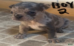 French Bulldog dogs for sale: Gonzo - Image 10
