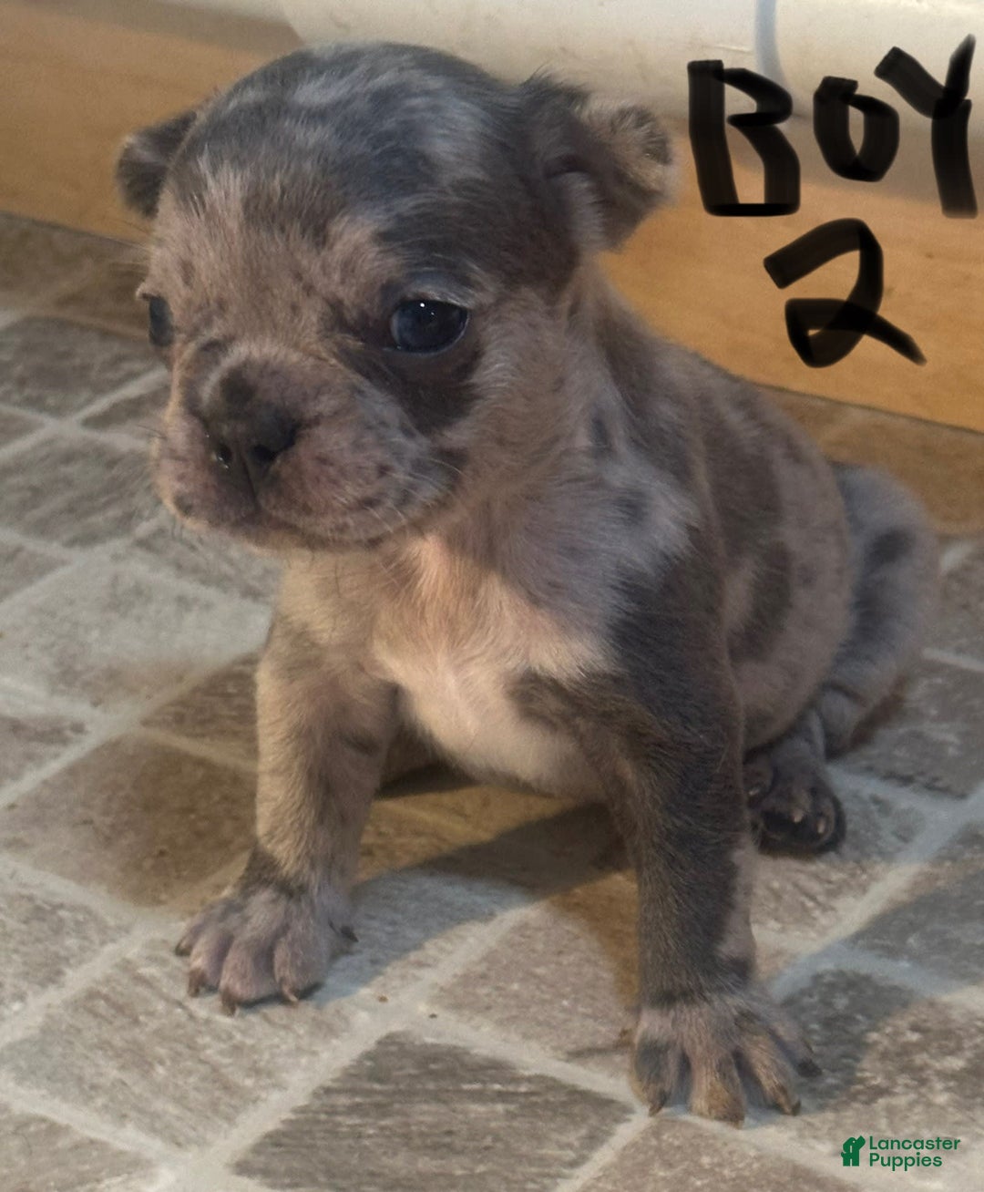 French Bulldog dogs for sale: Gonzo - Image 10