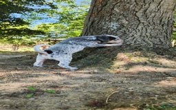 Catahoula Leopard Dog dogs for sale: Dallas - Image 2