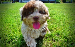 Havapoo dogs for sale: Fiesta - Image 9
