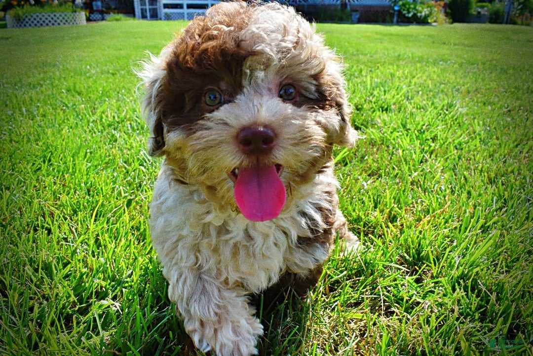 Havapoo dogs for sale: Fiesta - Image 9