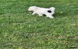 Mini Bernedoodle dogs for sale: Jack - Image 6