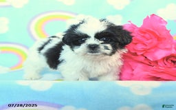 Teddy Bear dogs for sale: Candy - Image 3