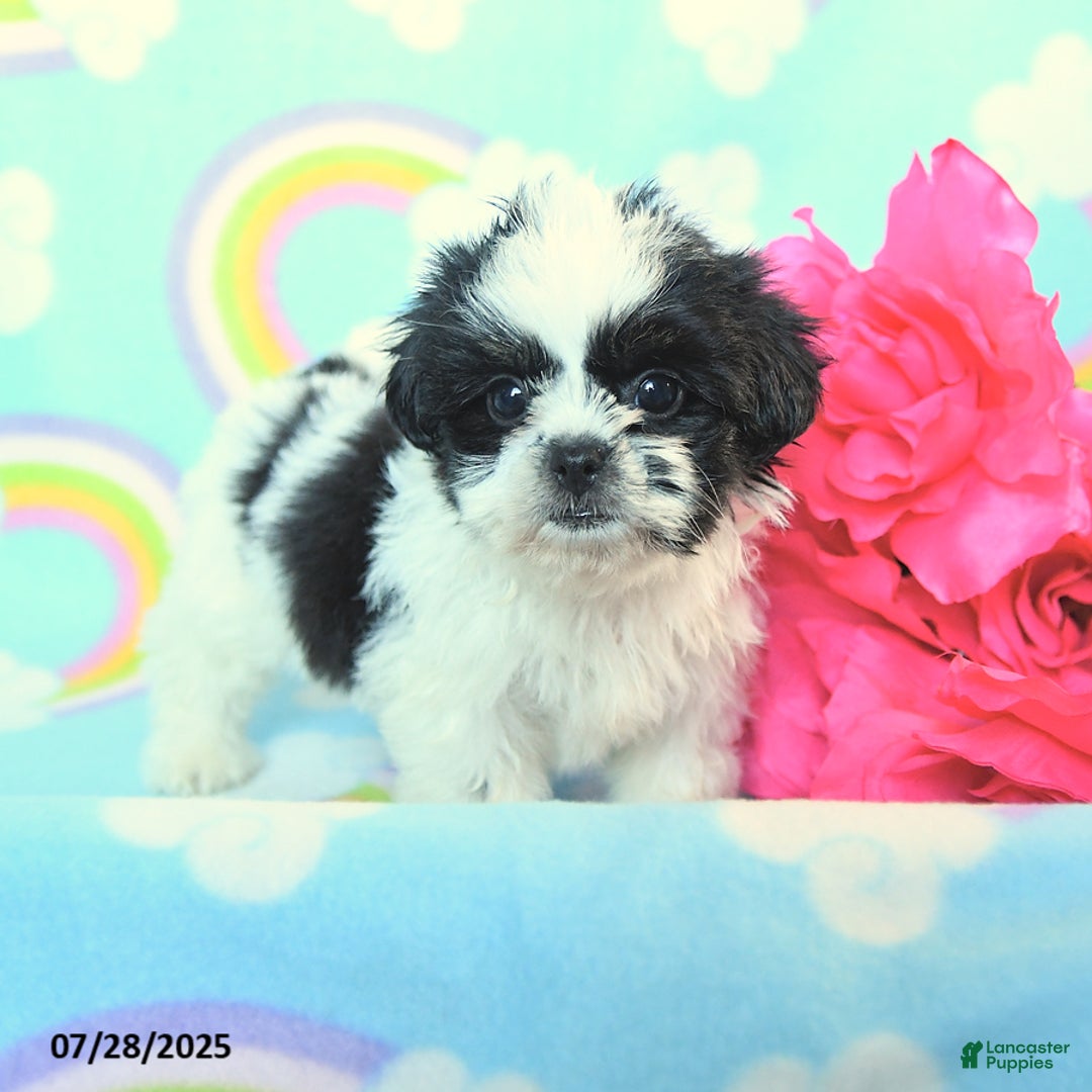 Teddy Bear dogs for sale: Candy - Image 3