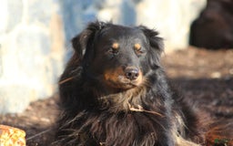 English Shepherd dogs for sale: Milano - Image 9