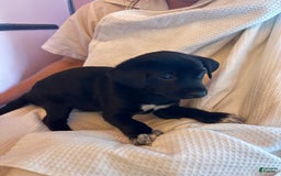 Shiba Inu dogs for sale: Toes - Image 3