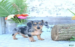 Miniature Dachshund dogs for sale: Trisha - Image 11