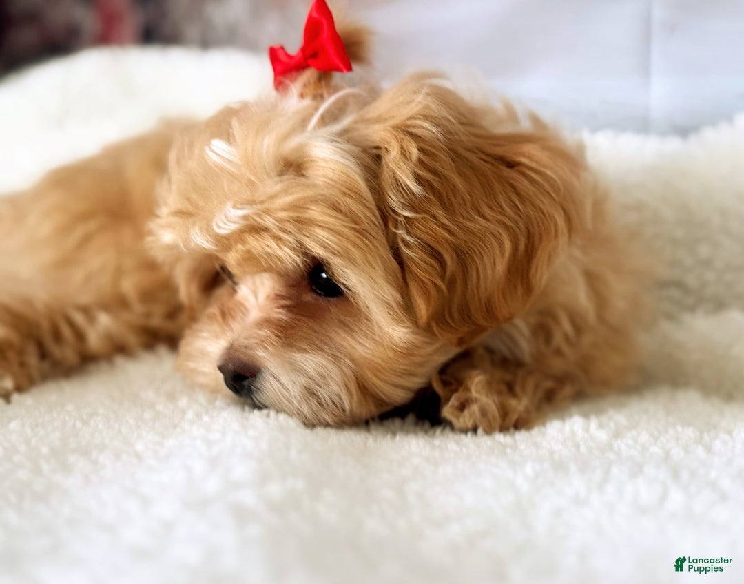 Maltipoo dogs for sale: Red Collared Boy - Image 8