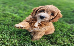Irish Doodle dogs for sale: Celeste-mini Irish Doodle - Image 5