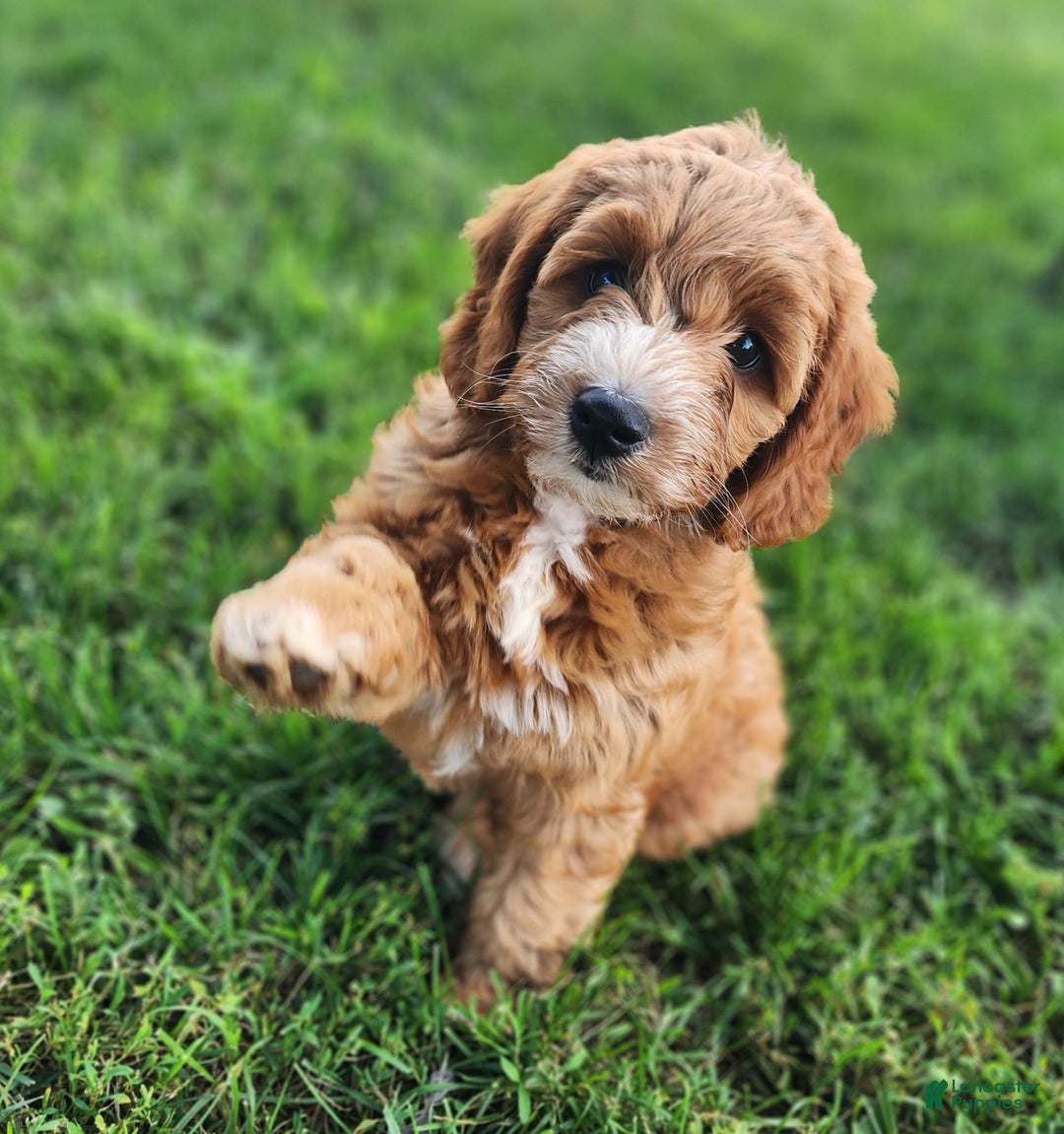 Irish Doodle dogs for sale: Celeste-mini Irish Doodle - Image 5