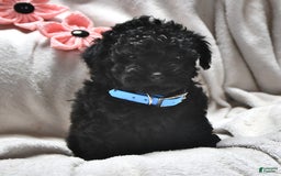Miniature Poodle dogs for sale: Justin Ray - Image 1