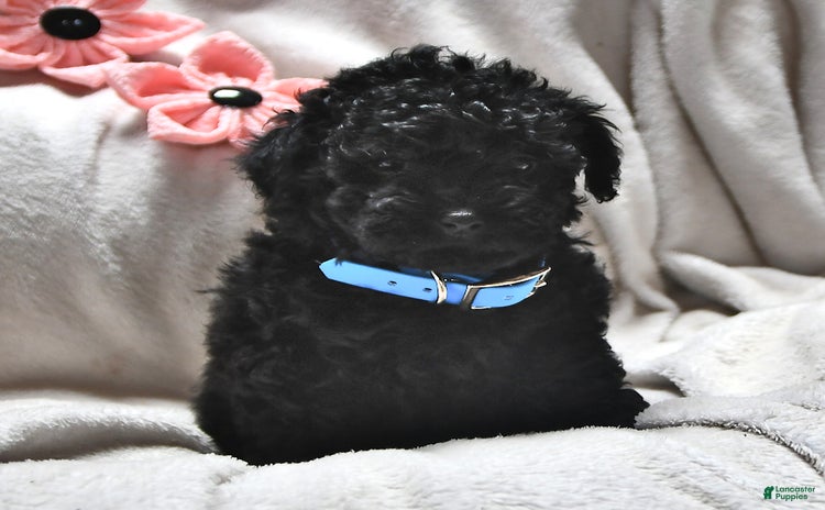 Miniature Poodle dogs for sale - Ad 1
