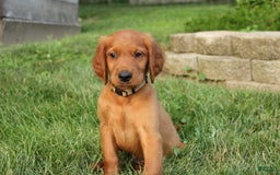 Irish Setter dogs for sale: Franklin - Image 3