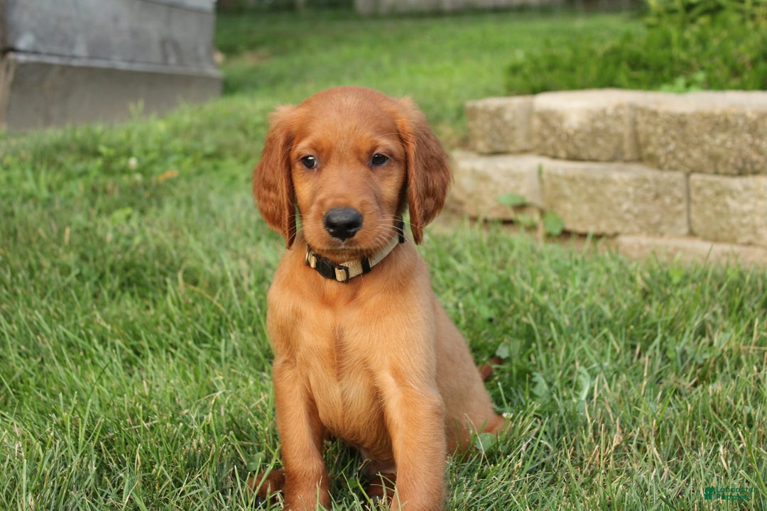 Irish Setter dogs for sale: Franklin - Image 3
