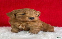 Mini Goldendoodle dogs for sale: Maple - Image 3