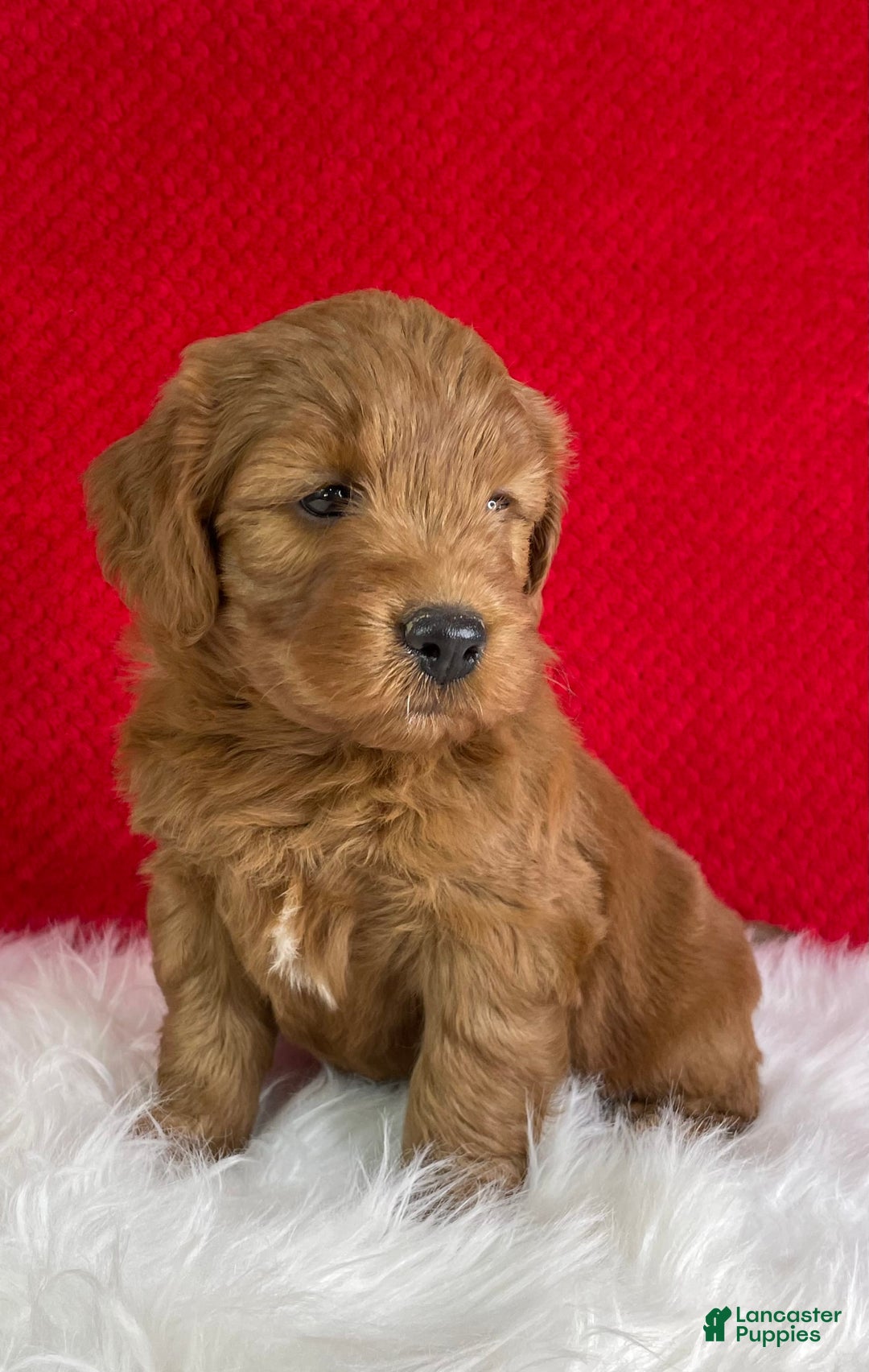 Mini Goldendoodle dogs for sale: Maple - Image 3
