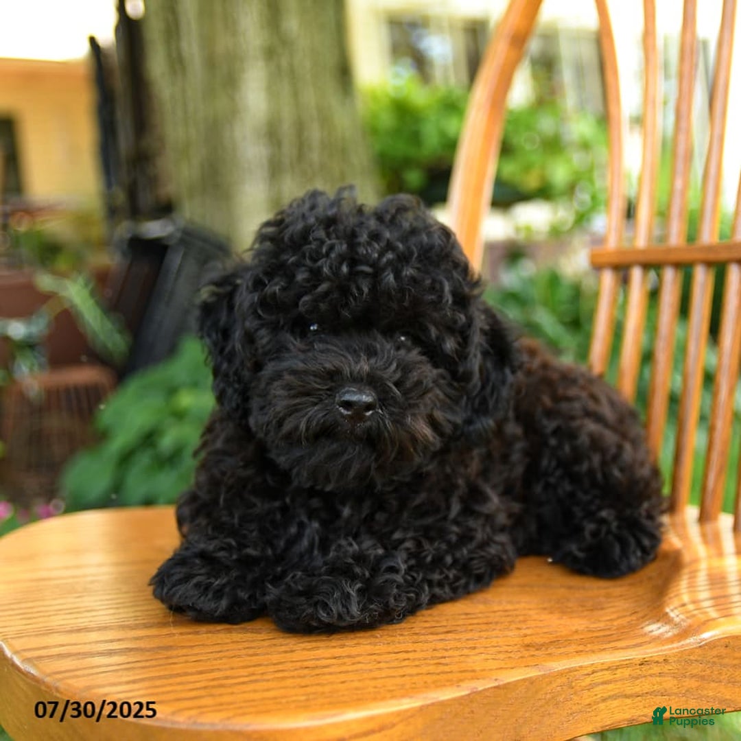 Toy Poodle dogs for sale: Gus - Image 5