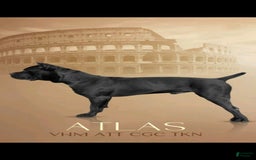 Cane Corso dogs for sale: Atticus - Image 4