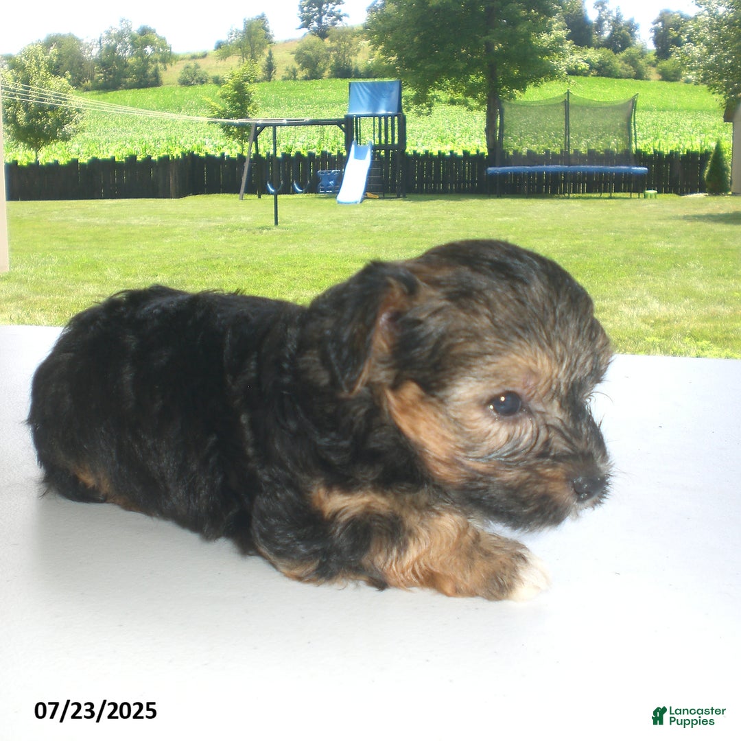 Yorkiepoo dogs for sale: Sammy - Image 18