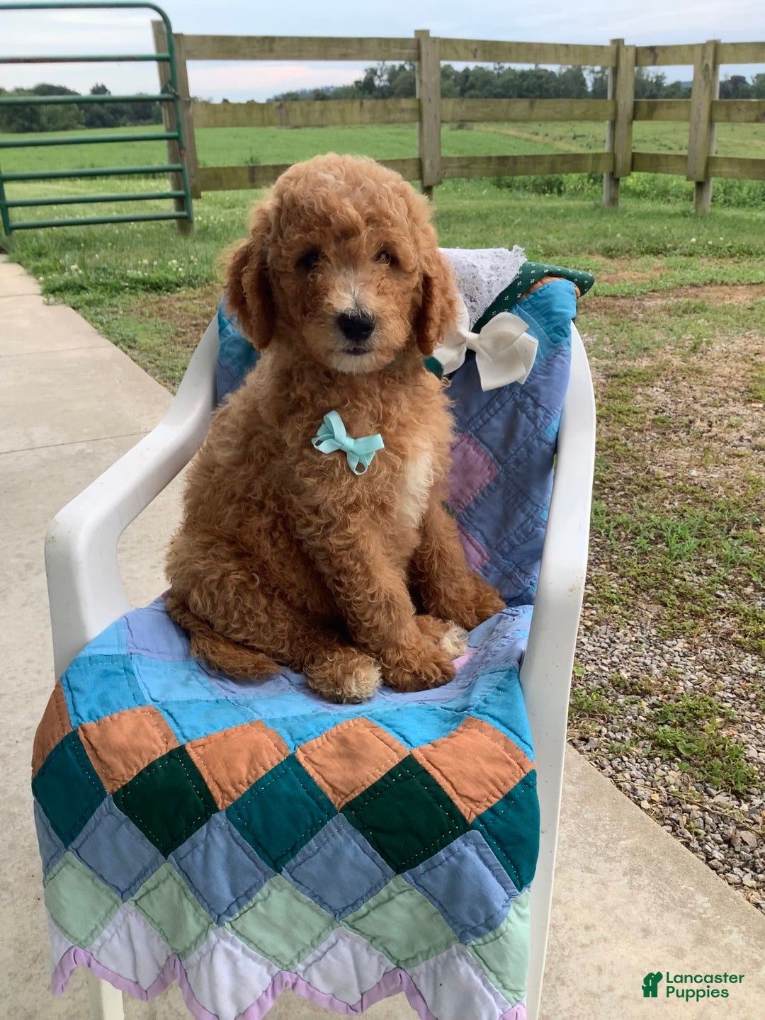 Goldendoodle dogs for sale: Kobe F2b - Image 17