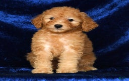 Mini Goldendoodle dogs for sale: Desiree - Image 6