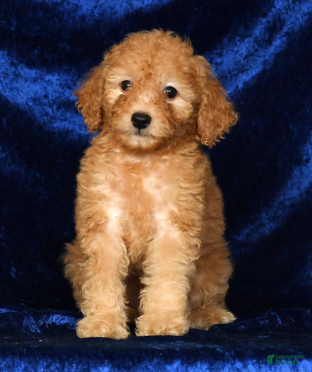 Mini Goldendoodle dogs for sale: Desiree - Image 6