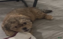 Shihpoo dogs for sale: Phoebe - Image 1