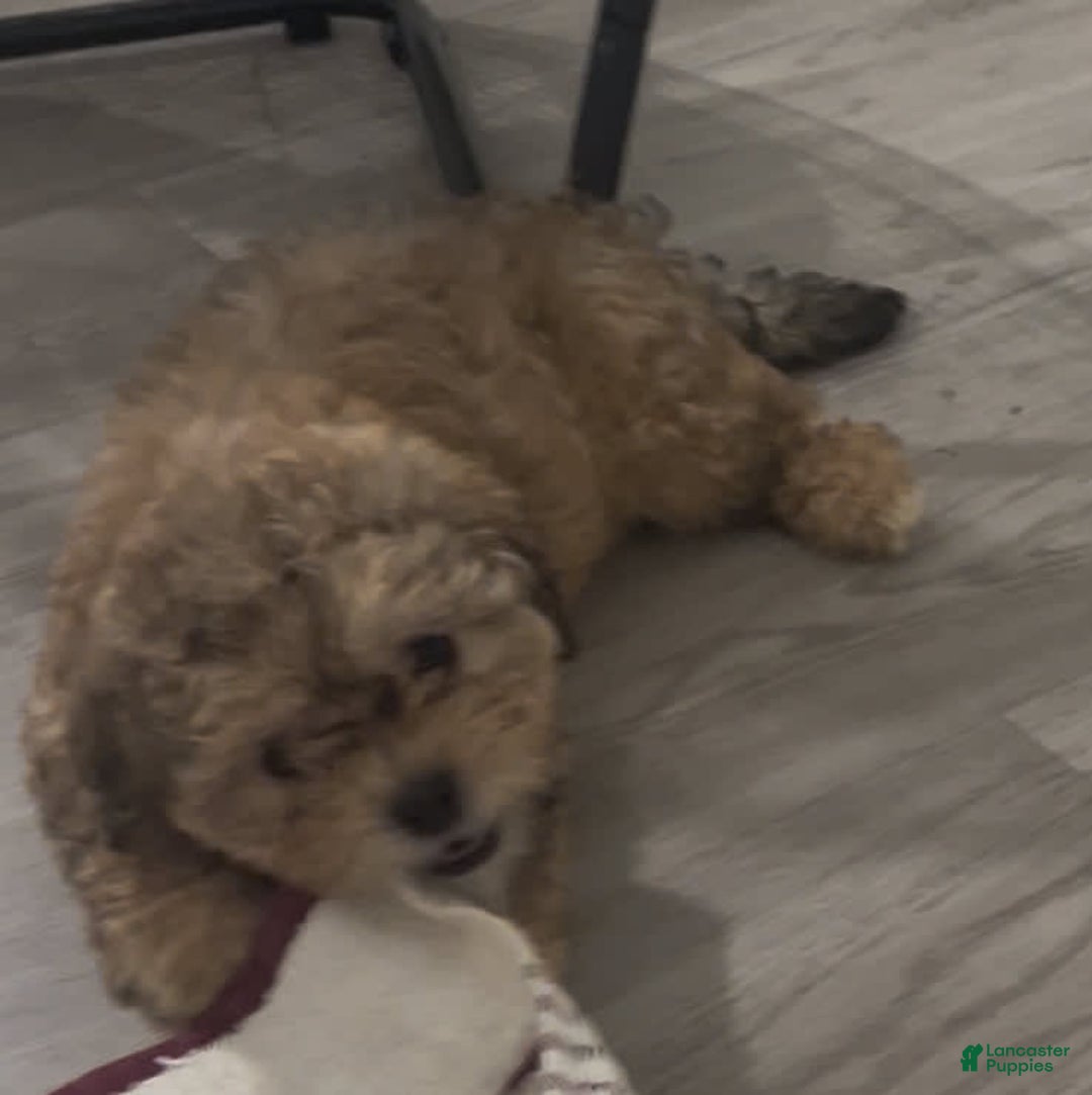 Shihpoo dogs for sale: Phoebe - Image 1