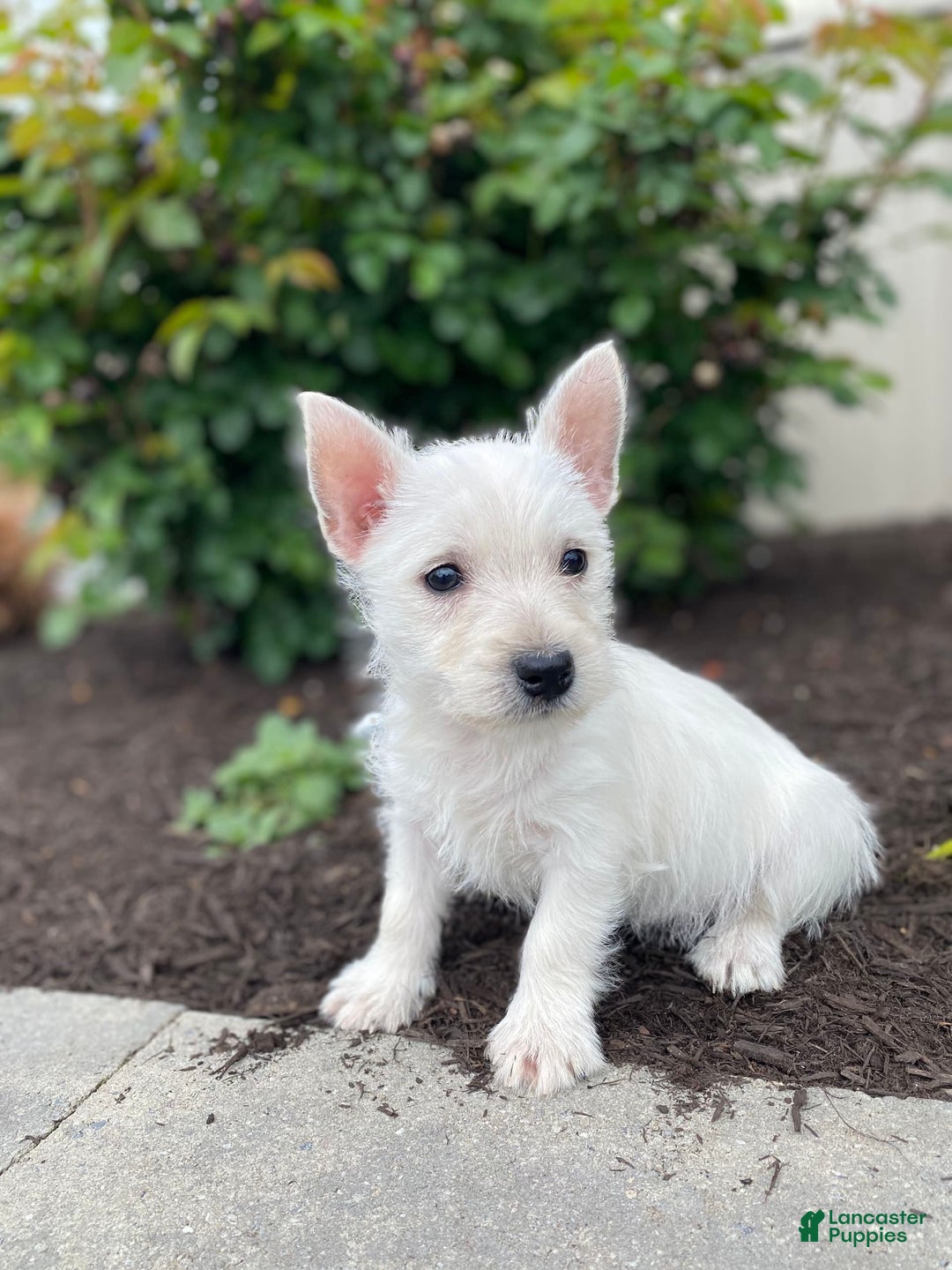 West Highland Terrier dogs for sale: Winnie - Image 1