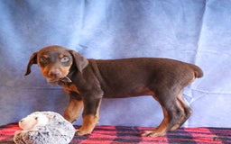 Doberman Pinscher dogs for sale: Domino - Image 11