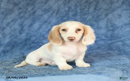 Miniature Dachshund dogs for sale: Skippy - Image 2