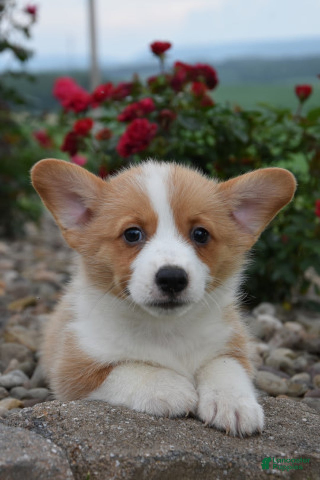 Welsh Corgi Pembroke dogs for sale: Leo - Image 1