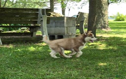 Siberian Husky dogs for sale: Arrow - Image 6