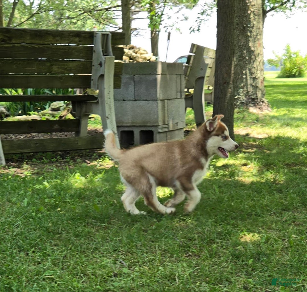 Siberian Husky dogs for sale: Arrow - Image 6