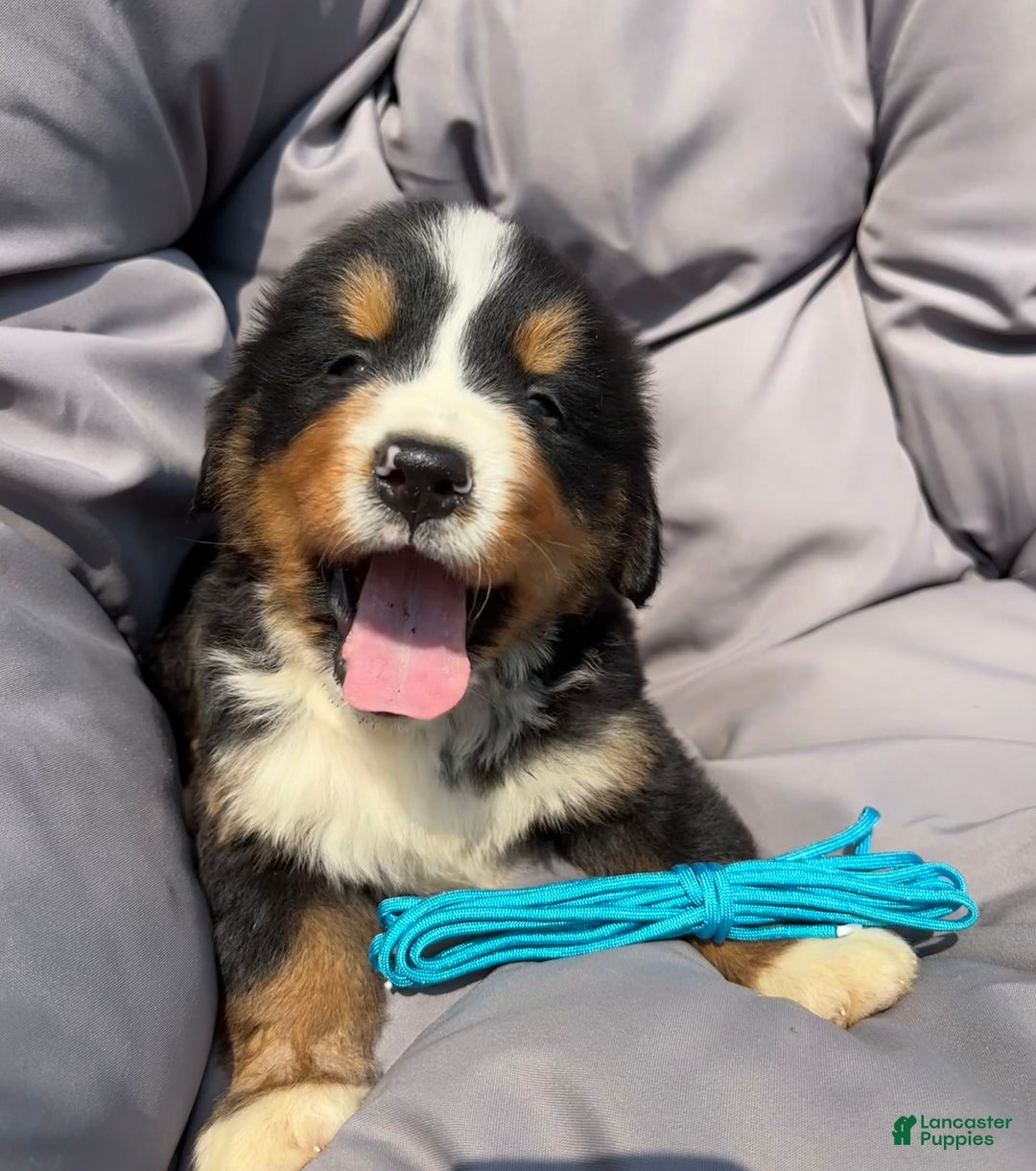 Bernese Mountain Dog dogs for sale: Blue - Image 5