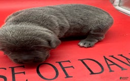 Cane Corso dogs for sale: Iccf Silva - Image 3