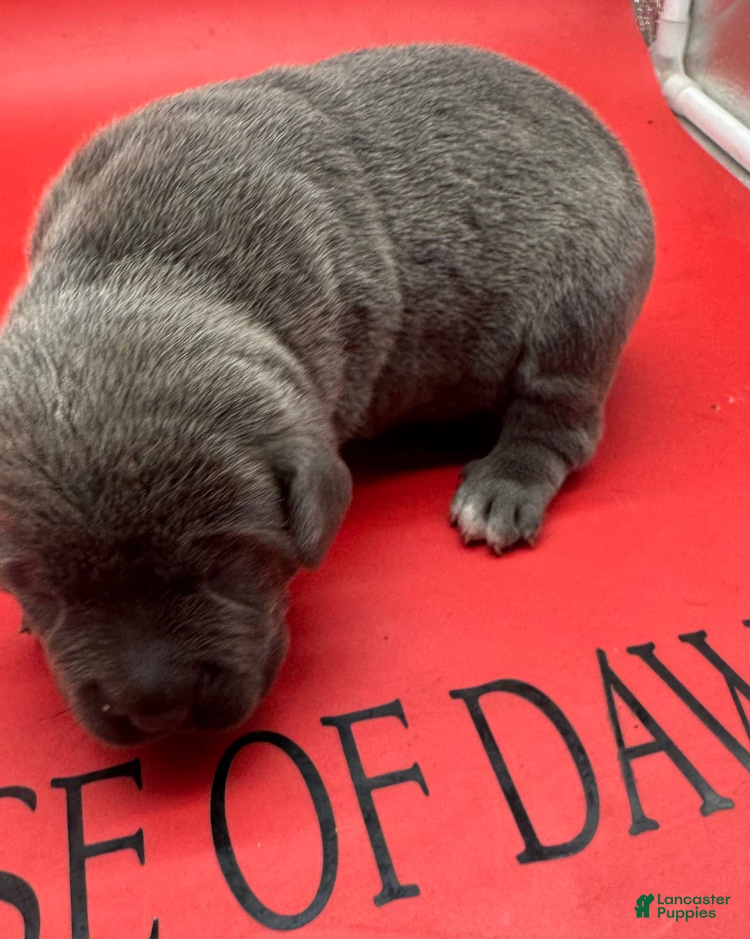 Cane Corso dogs for sale: Iccf Silva - Image 3