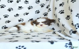 Shih Tzu dogs for sale: Felix - Image 8