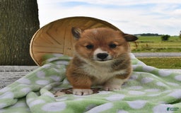 Welsh Corgi Pembroke dogs for sale: Toro - Image 1