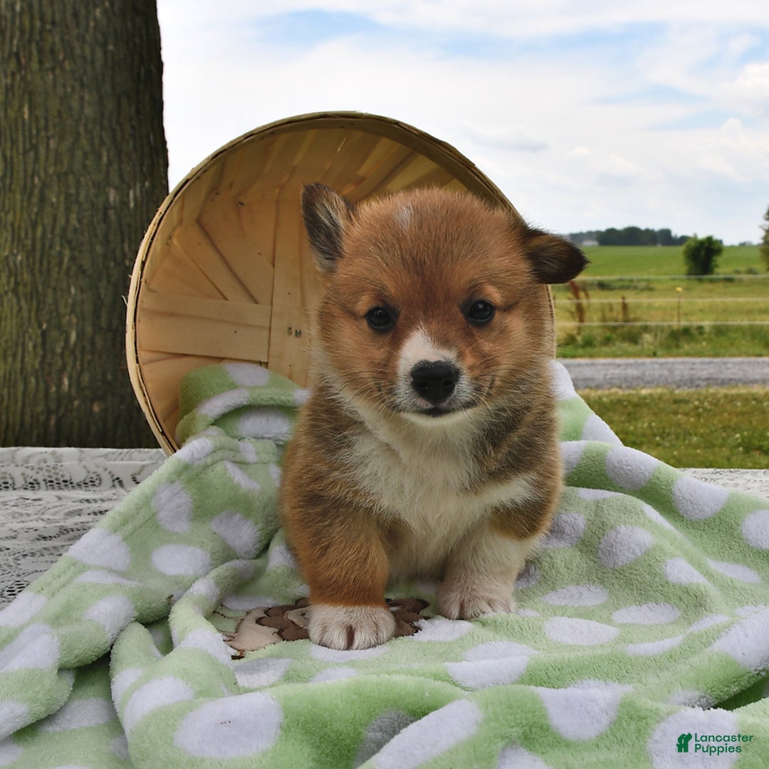 Welsh Corgi Pembroke dogs for sale: Toro - Image 1