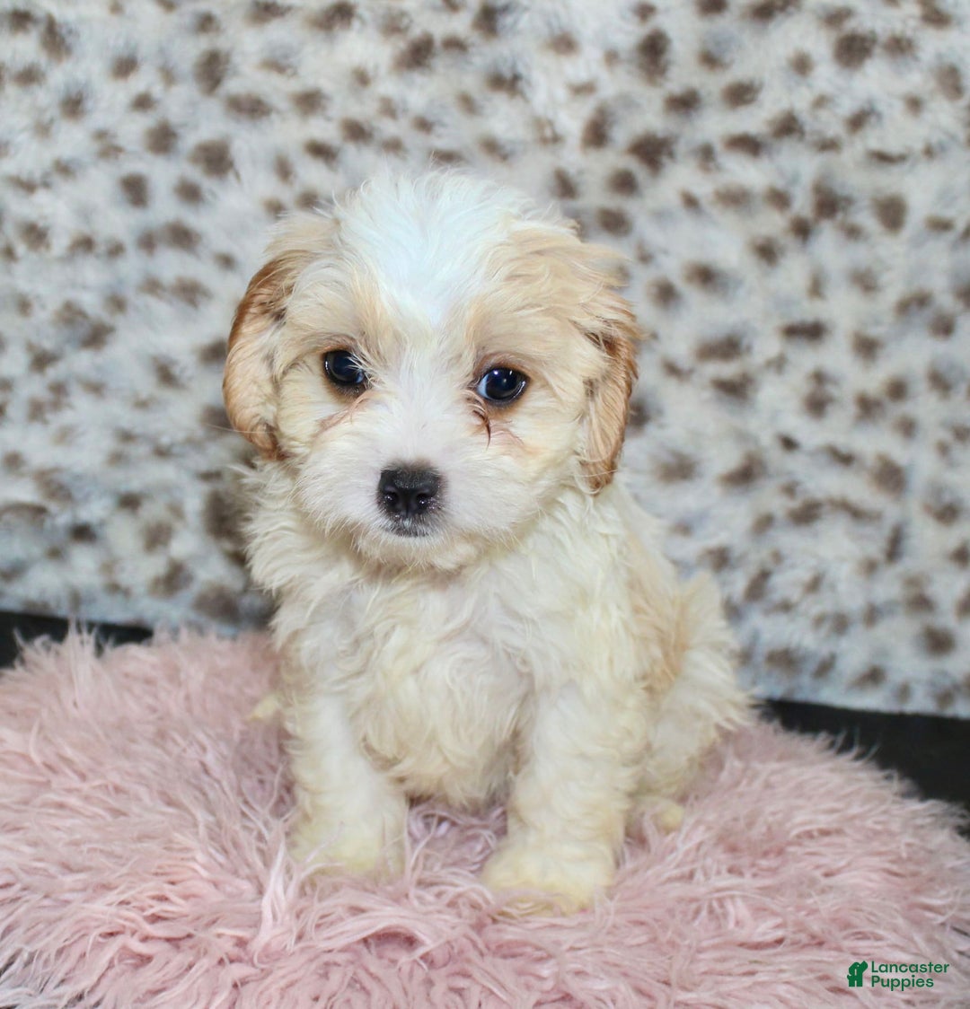 Cavapoo dogs for sale: Cavapoo 7 puppies - Image 24
