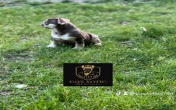 French Bulldog dogs for sale: Bahha - Image 4