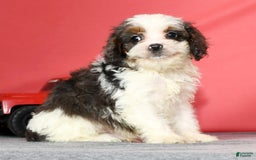 Cavapoo dogs for sale: Lincoln - Image 2